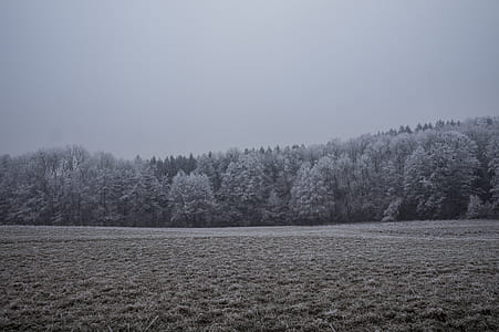 gray forest across desert thumbnail