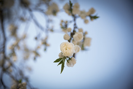 selective focus photography of white cherry blossoms thumbnail