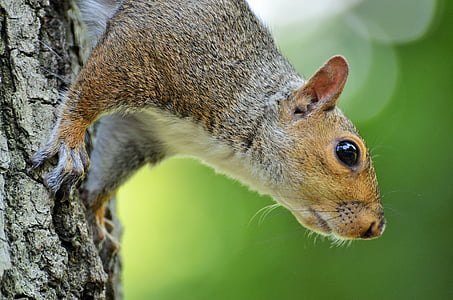 brown squirrel on tree trunk selective focus photography thumbnail