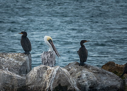 Pelican bird and two black birds near body of water at daytime thumbnail