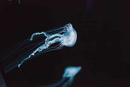 jellyfish thumbnail