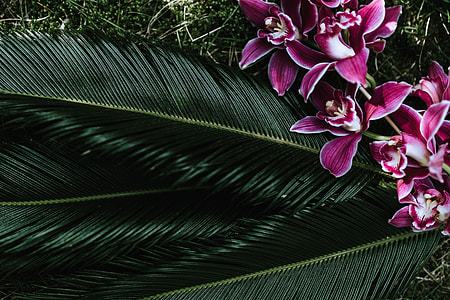 Tropical arrangement with dendrobium and sago palm thumbnail