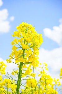 Rape Blossom, Inflorescence thumbnail