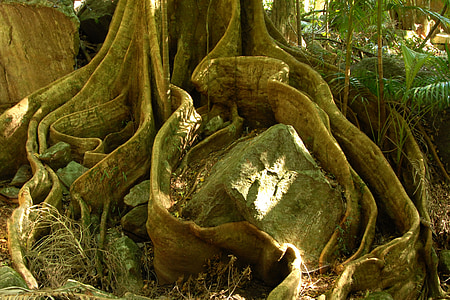 photo of brown rock beside tree thumbnail