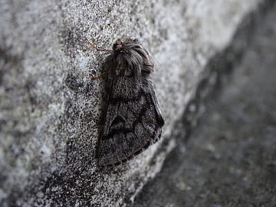 brown moth on gray surface thumbnail