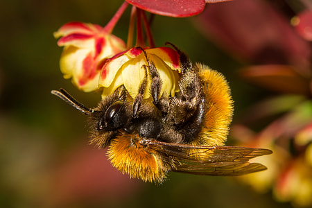 brown and yellow bee on yellow and red petal flower thumbnail
