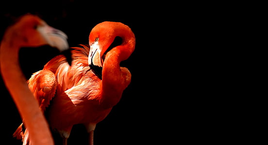 selective focus photography of flamingo thumbnail