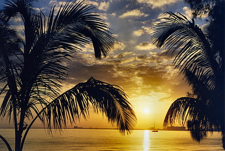 silhouette of palm trees during dawn thumbnail