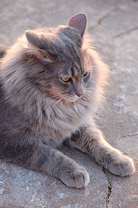 cat laying down on surface thumbnail