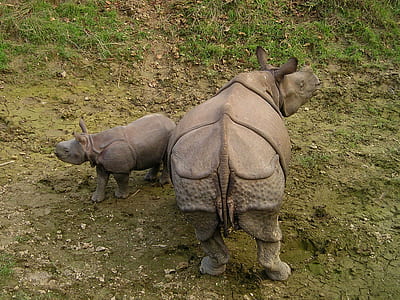 rhino and baby rhino thumbnail