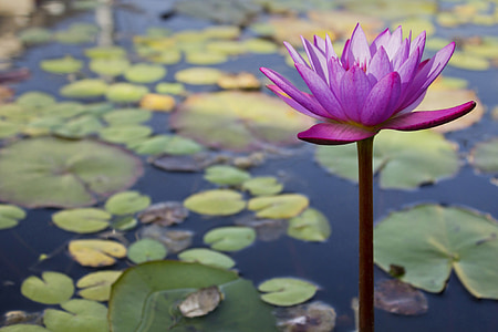 shallow focus photography of lotus plant thumbnail