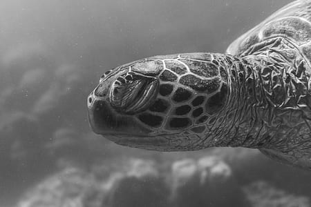 greyscale photo of turtle thumbnail