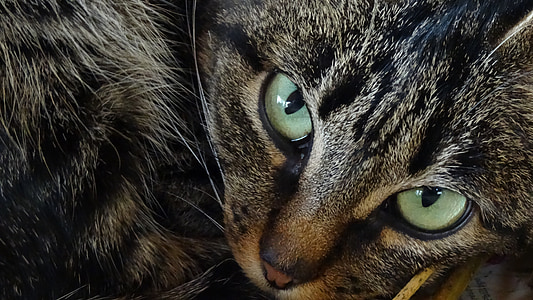 gray Tabby cat thumbnail