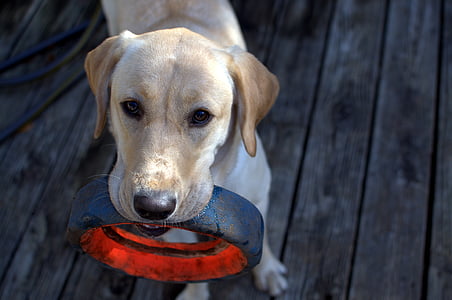 yellow Labrador retriever puppy fetching tire thumbnail