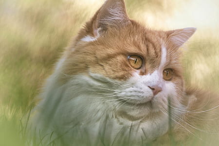 cat on grass thumbnail