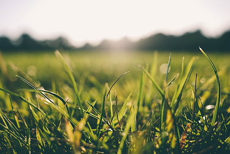micro photography of green grass field thumbnail