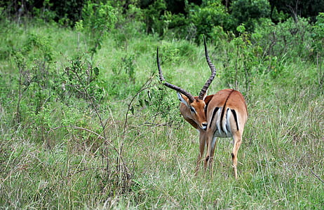 brown deer on green grass thumbnail