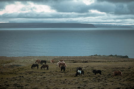 herd of horse on grass field thumbnail