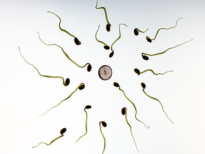 seed sprouts thumbnail