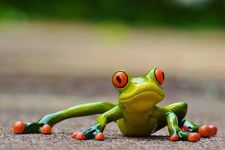 selective focus photography of green-and-red eye frog thumbnail