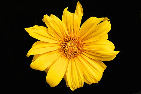 macro photography of yellow daisy in bloom thumbnail