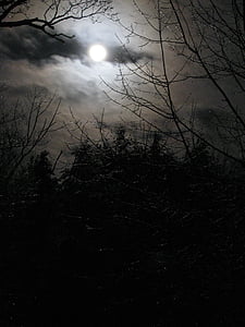trees under full moon thumbnail