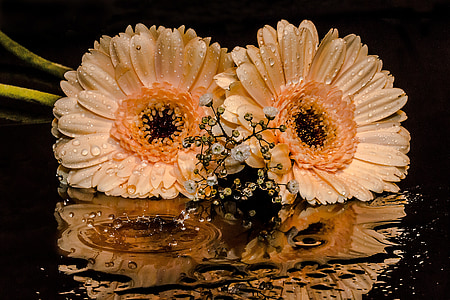 gerbera, gypsophila, flowers, petals, orange, drop of water thumbnail
