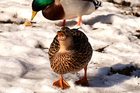 mallard duck on snow during daytime thumbnail
