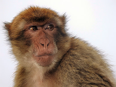 brown monkey closeup photography thumbnail
