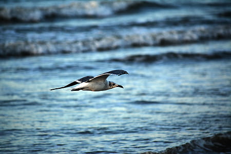 selective focus photo of white and black bird flying over body of water thumbnail