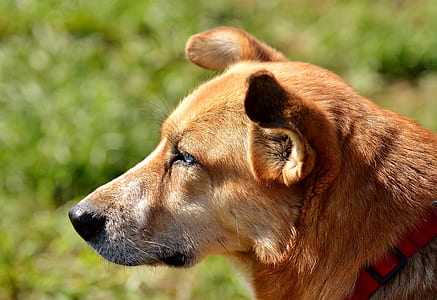 closeup photo of short-coated tan dog at daytime thumbnail