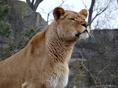 brown lioness thumbnail