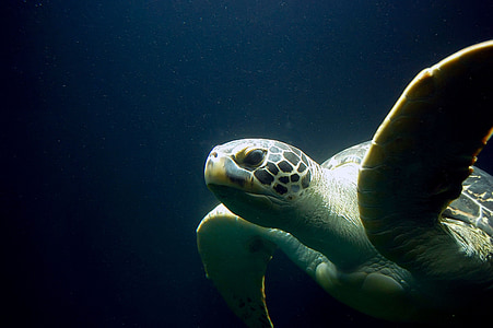brown sea turtle under water thumbnail