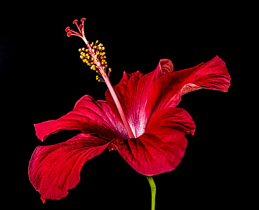red Hubiscus flower thumbnail