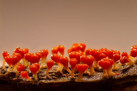 closeup photo of red plant thumbnail