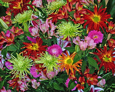 assorted-color flowers in bloom thumbnail