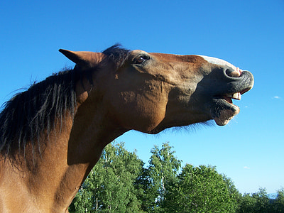 brown and white horse thumbnail