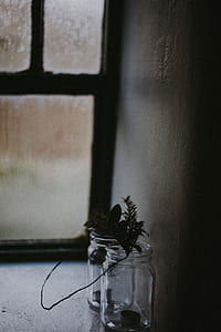 plant in jar thumbnail