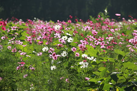 pink flowers blooming on garden thumbnail