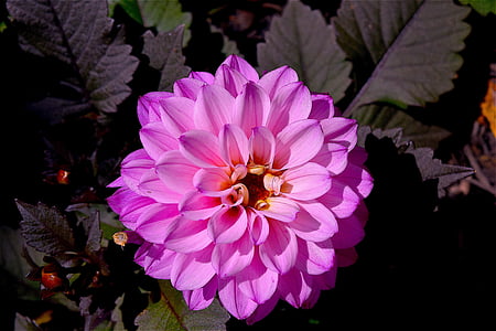 pink petaled flowers thumbnail