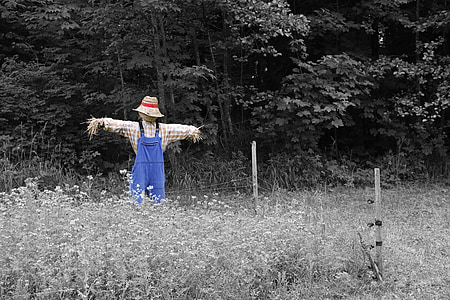blue and brown scarecrow on crop field thumbnail