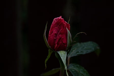 red rose bud thumbnail