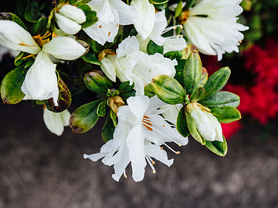 close-up photo of white rhododendron flowers thumbnail