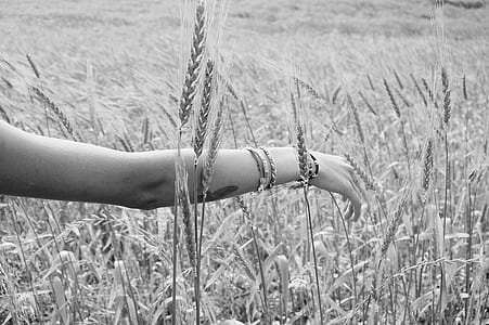 woman arm on wheat field thumbnail