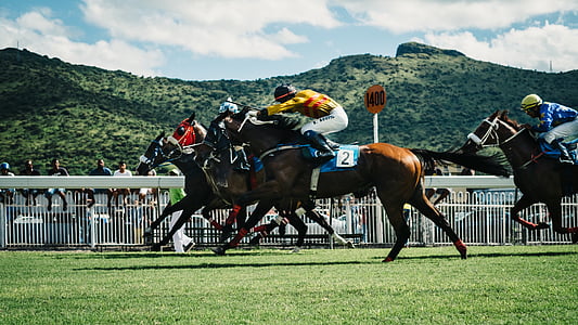 two man riding horses on grass field thumbnail