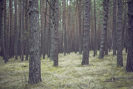 landscape, nature, trunks, forest thumbnail