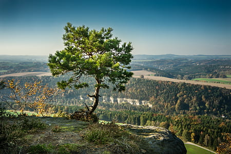 photo of lone tree near cliff thumbnail