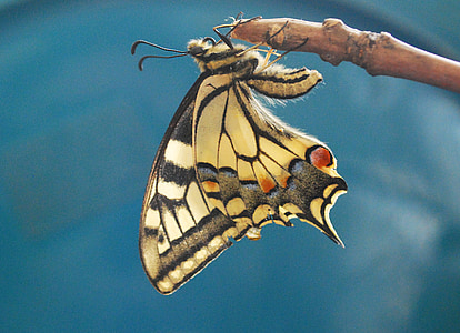 brown and grey moth thumbnail