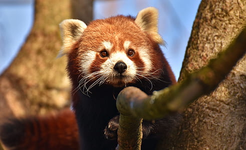 photo of red panda on branch thumbnail