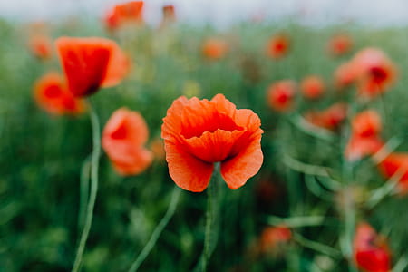 A field of Red Poppies thumbnail